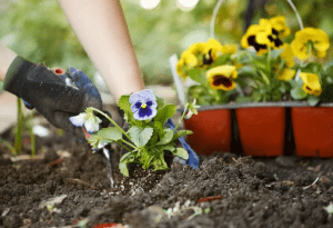 Как правильно выращивать и ухаживать за цветами
