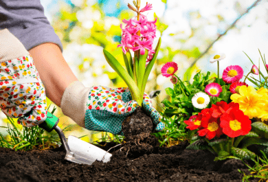 Как правильно выращивать и ухаживать за цветами