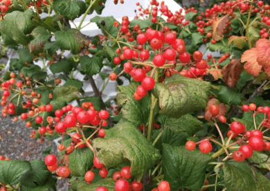 Калина красная. Посадка и уход за растением