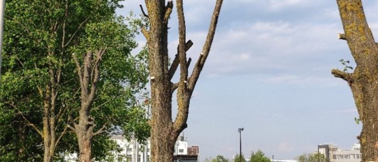 Арбористика в городе: зачем нужны профессиональные услуги по уходу за деревьями