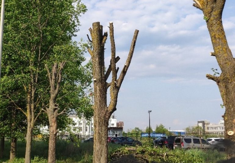Арбористика в городе: зачем нужны профессиональные услуги по уходу за деревьями