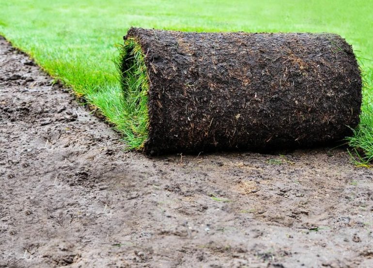 Как выбрать между рулонным газоном и искусственной травой в рулонах