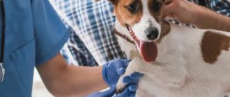 Как вызвать ветеринара на дом в Мытищах: что нужно знать владельцам питомцев
