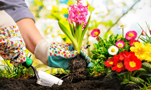 Как правильно выращивать и ухаживать за цветами